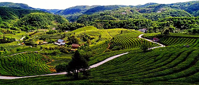 宜昌市-宜都市-王家畈镇-古水坪村·大风口茶园（宜都红茶）风景旅游区