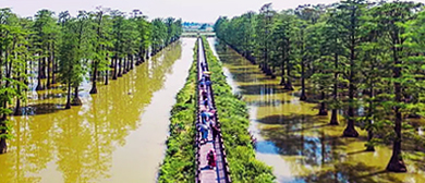 武汉市-新洲区-涨渡湖湿地（水上森林）风景旅游区