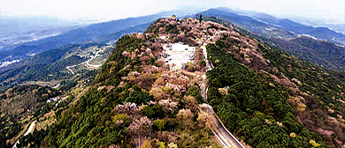 重庆市-长寿区-八颗街道-云龟山（樱花花海）风景旅游区