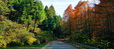 重庆市-南川区-山王坪镇-山王坪（喀斯特国家生态公园）风景旅游区