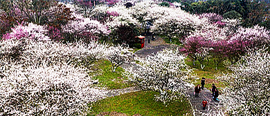 重庆市-北碚区-静观镇-静观花木（腊梅博览园）风景旅游区