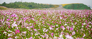 郴州市-永兴县-湖南长鹿花海（生态旅游）风景旅游区