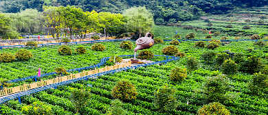 安康市-白河县-宋家镇-歌风春燕茶园