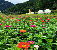 安康市-石泉县-中池镇-中池花海园