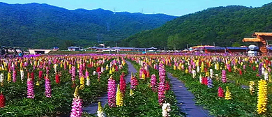 宝鸡市-太白县城-咀头镇-七里川村·七里花海风景旅游区