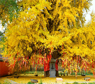 延安市-甘泉县-白鹿寺·千年银杏