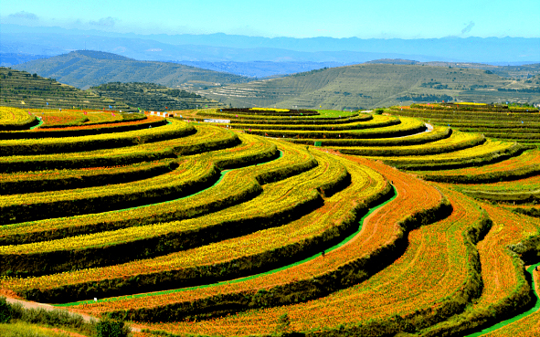 固原市-彭阳县-金鸡坪梯田（旱作梯田）风景旅游区