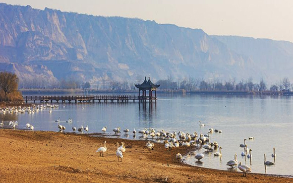 运城市-芮城县-陌南镇-黄河·圣天湖（国家湿地公园）风景旅游区|4A