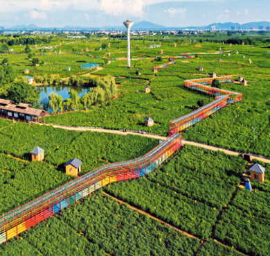 南宁市-横州市-中华茉莉园·风景旅游区|4A
