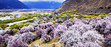 林芝市-巴宜区-林芝镇-嘎拉村（嘎啦桃花村）桃花风景旅游区