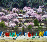 林芝市-巴宜区-米瑞乡-德木寺·桃花风景区