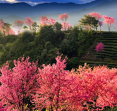 大理州-南涧县-无量山镇-无量山·灵宝山（灵宝山樱花谷·灵宝山国家森林公园）风景旅游区