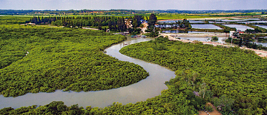 湛江市-雷州市-调风镇-九龙山红树林国家湿地公园（湛江红树林国家级自然保护区）风景旅游区